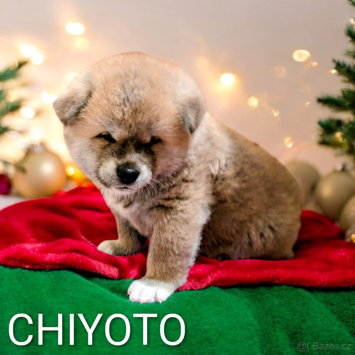 Štěňátka Akita Inu s PP - 11