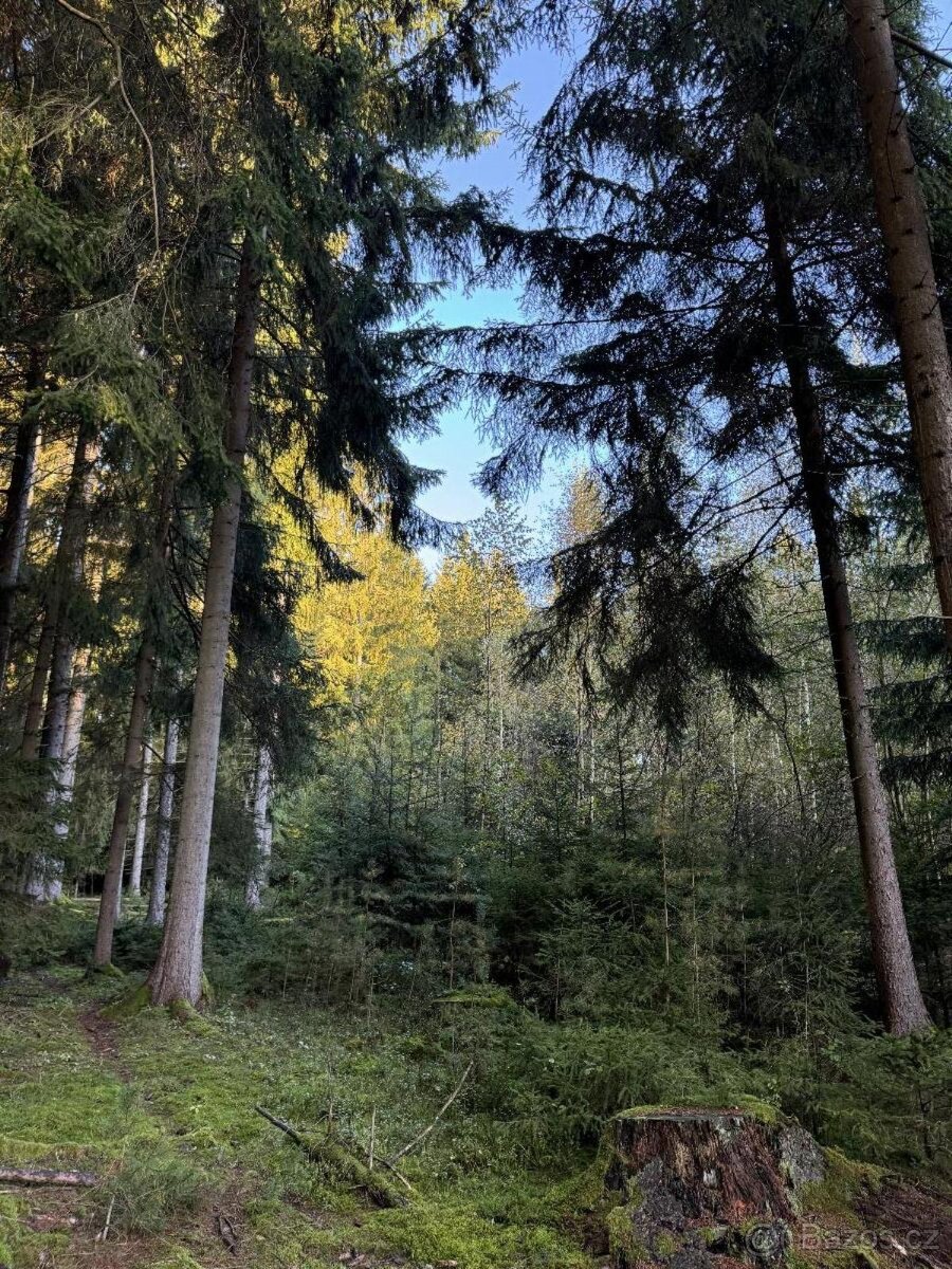 Prodám lesní pozemek v k.ú. Ločenice, p.č. 810 - 11
