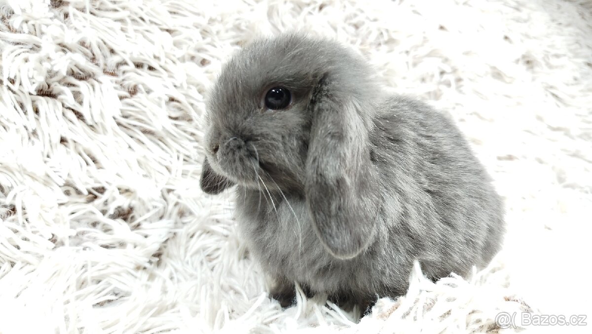 Zakrslý beránek, králíček, králík - KVIDO - 11