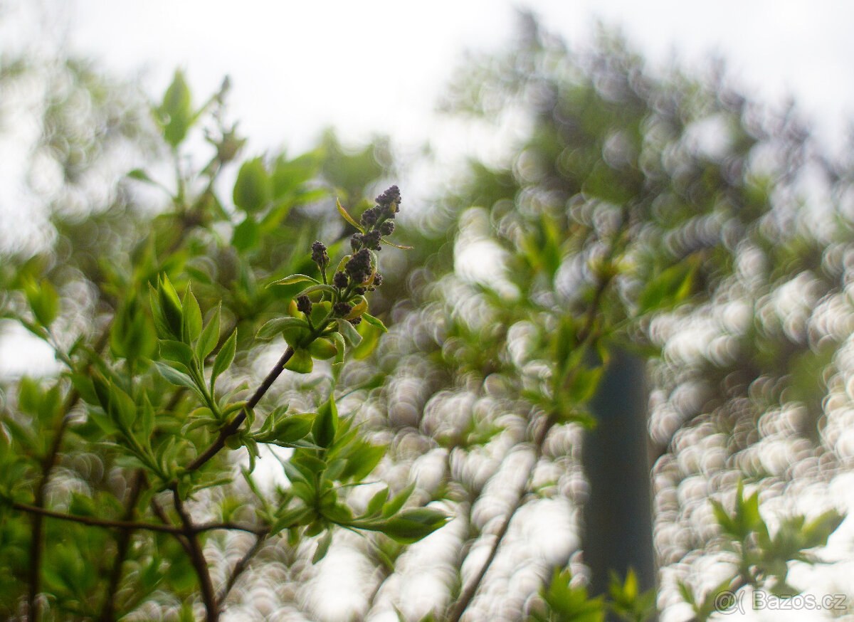 Objektiv Trioplan 50 f2.9 / Meyer-Optik Görlitz / Altix - 11