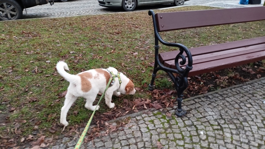 Kanaánský pes - štěně s PP, Canaan Dog puppy - 11