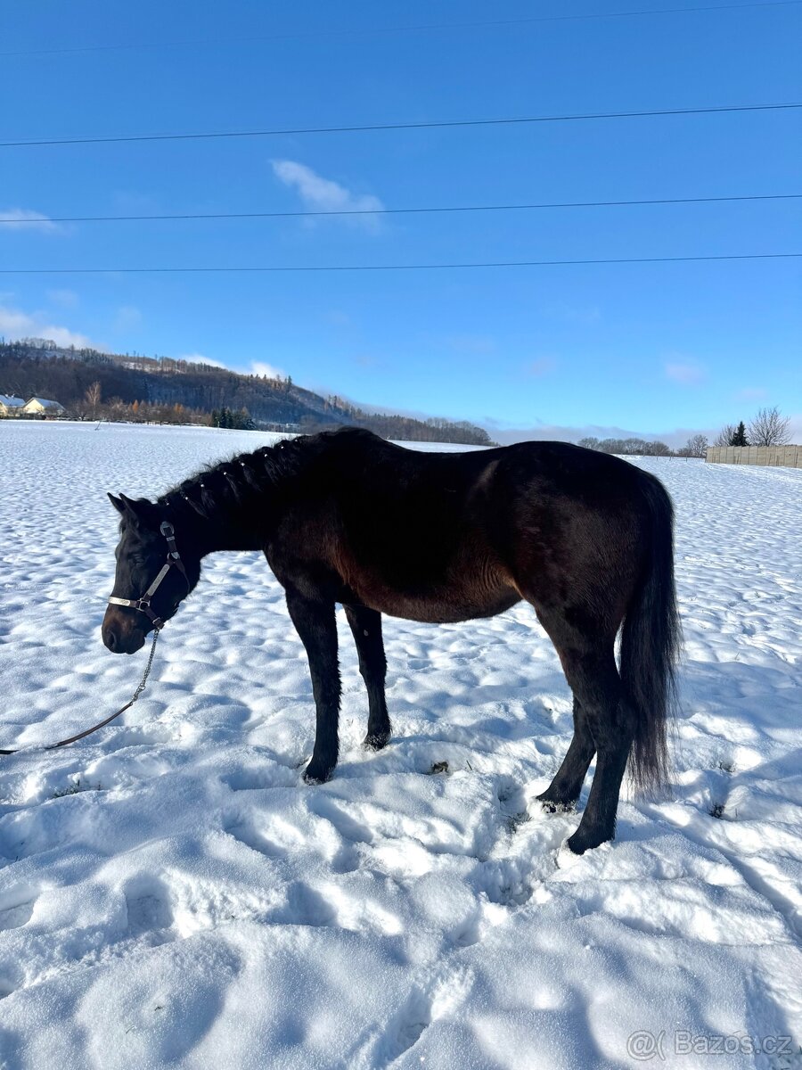 Kobyla 5 let na prodej - 11