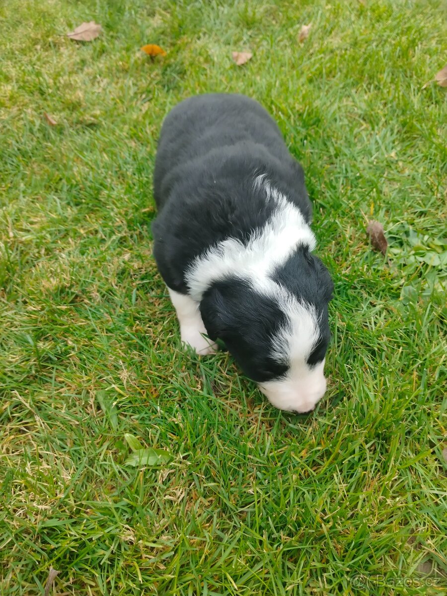 Border kolie dlouhosrstá - 11