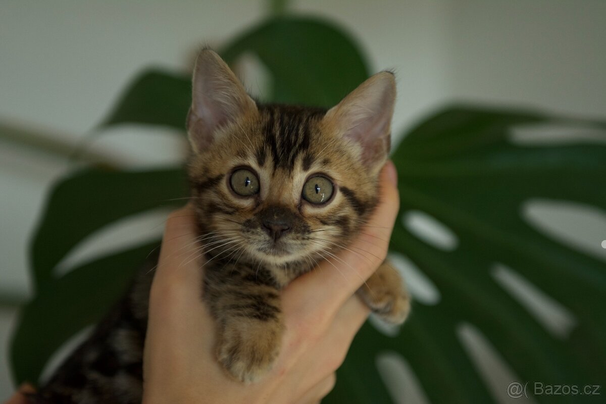 Bengálská Kočka- koťata - 11