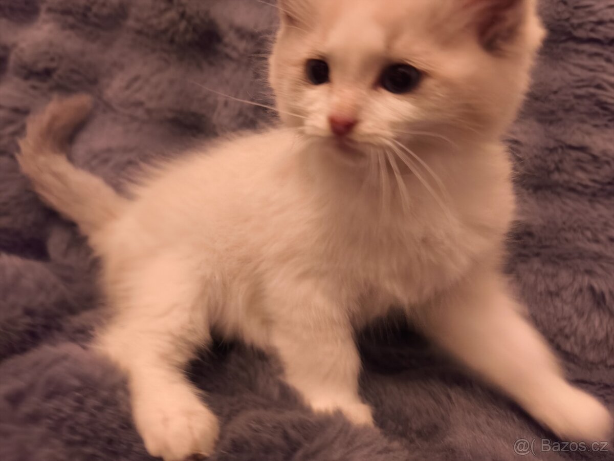 Ragdoll kocourci - 11