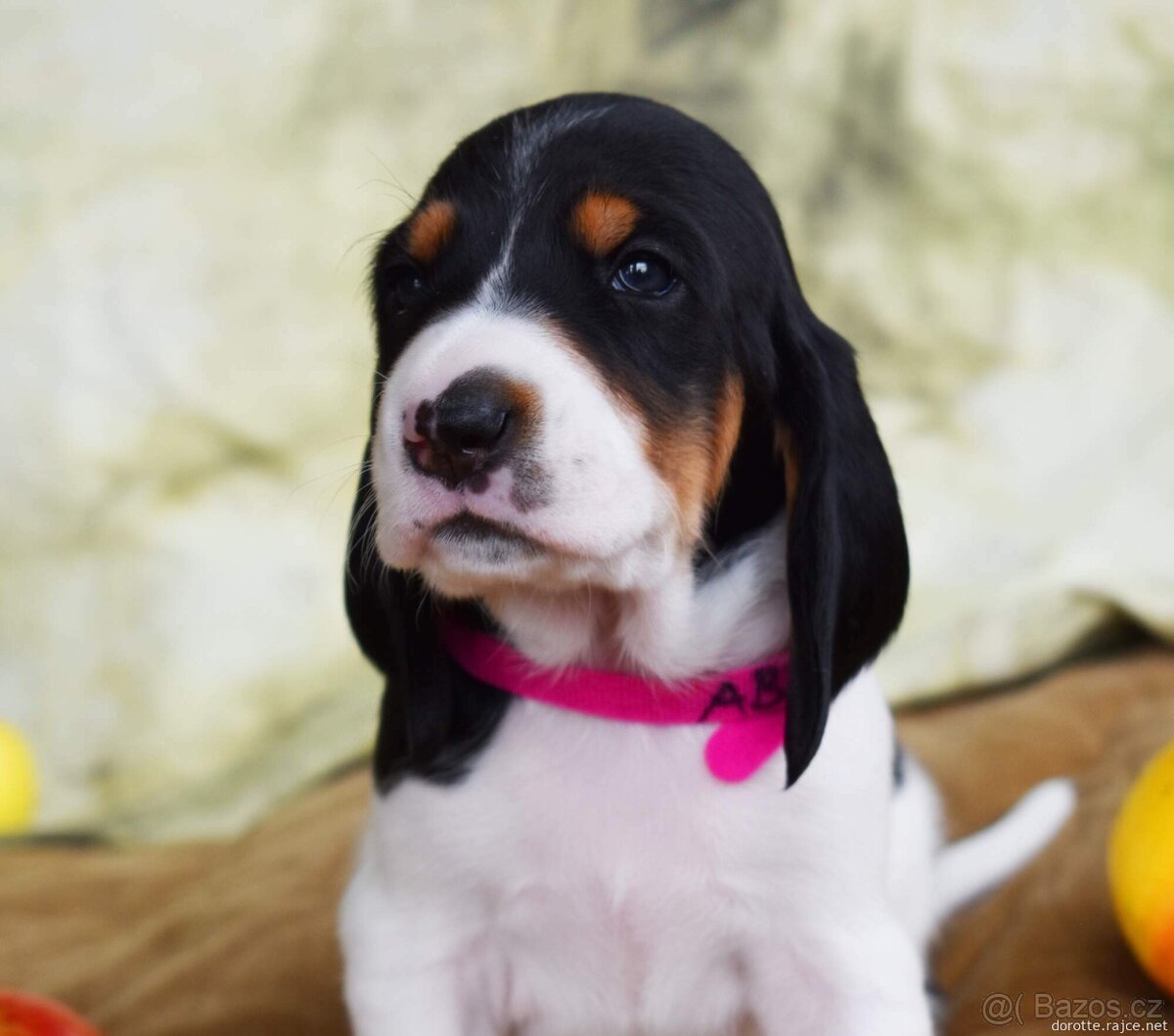 Štěně s PP ihned k odběru - 11