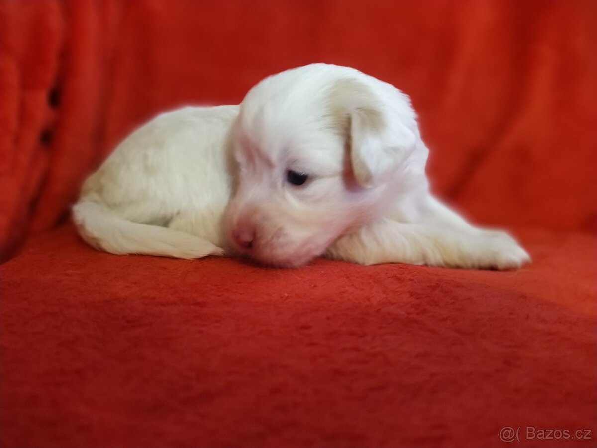 Štěňátka křížence MOMENTÁLNĚ VŠICHNI REZERVOVÁNI - 11