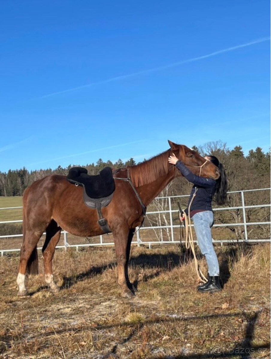 Český teplokrevník - 11