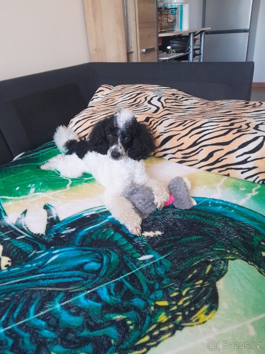 Pudlik ke krytí - 11