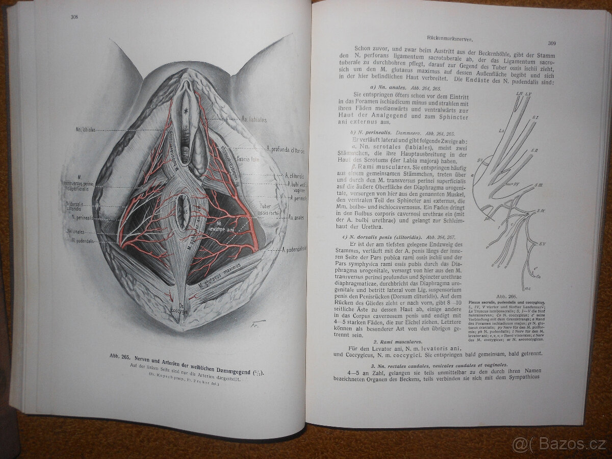 Staré knihy Anatomie člověka - 11