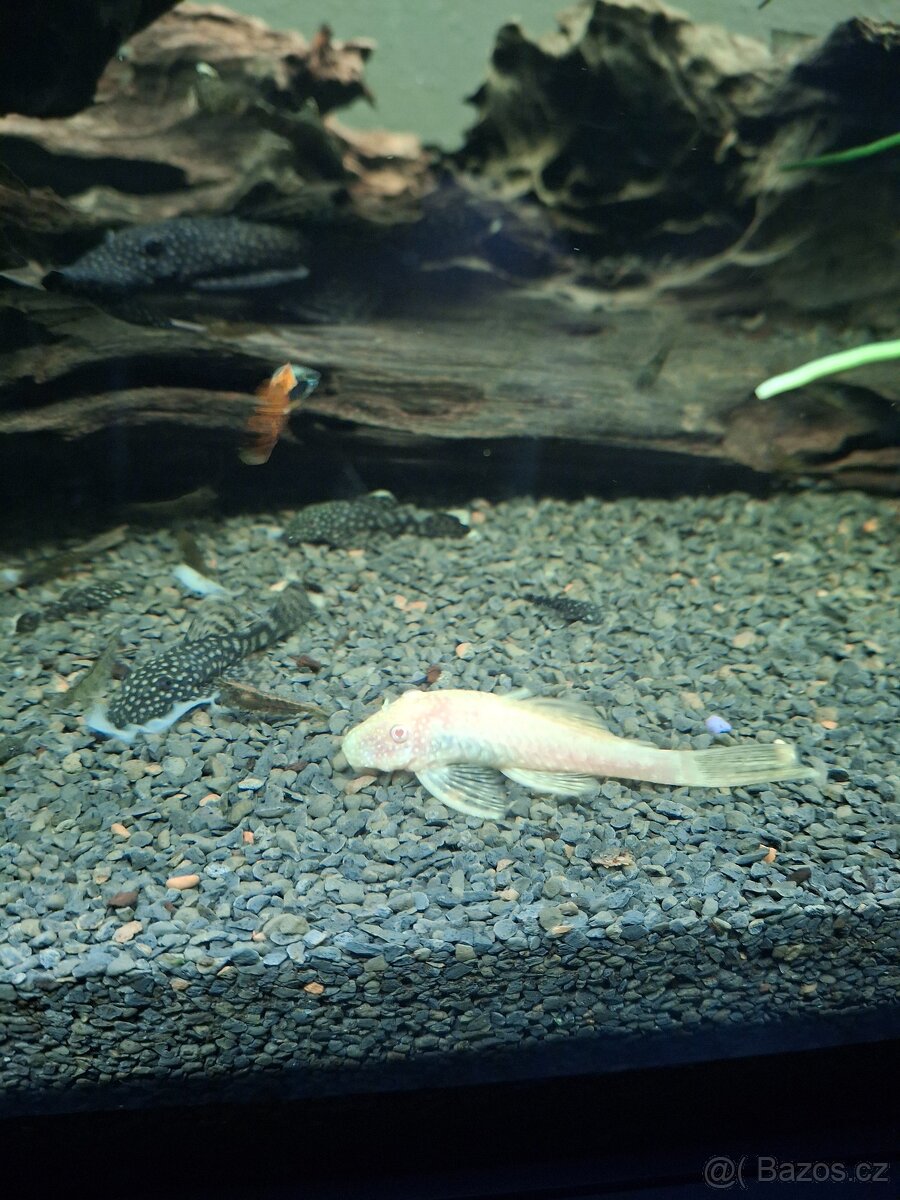 Prodám paví očka, ancitrusy a krevetky - 11