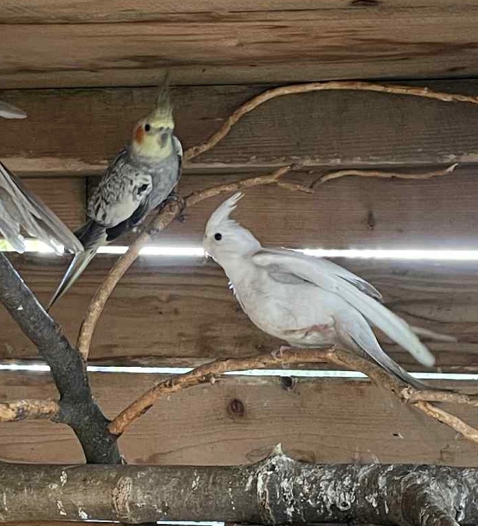 Letošní odchovy - 11