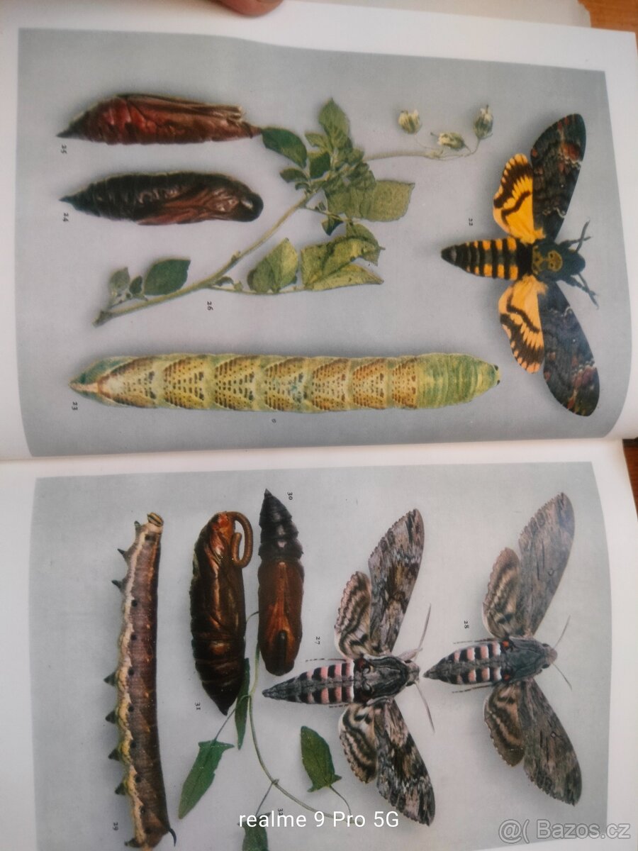 Schwarz Motýli - 11