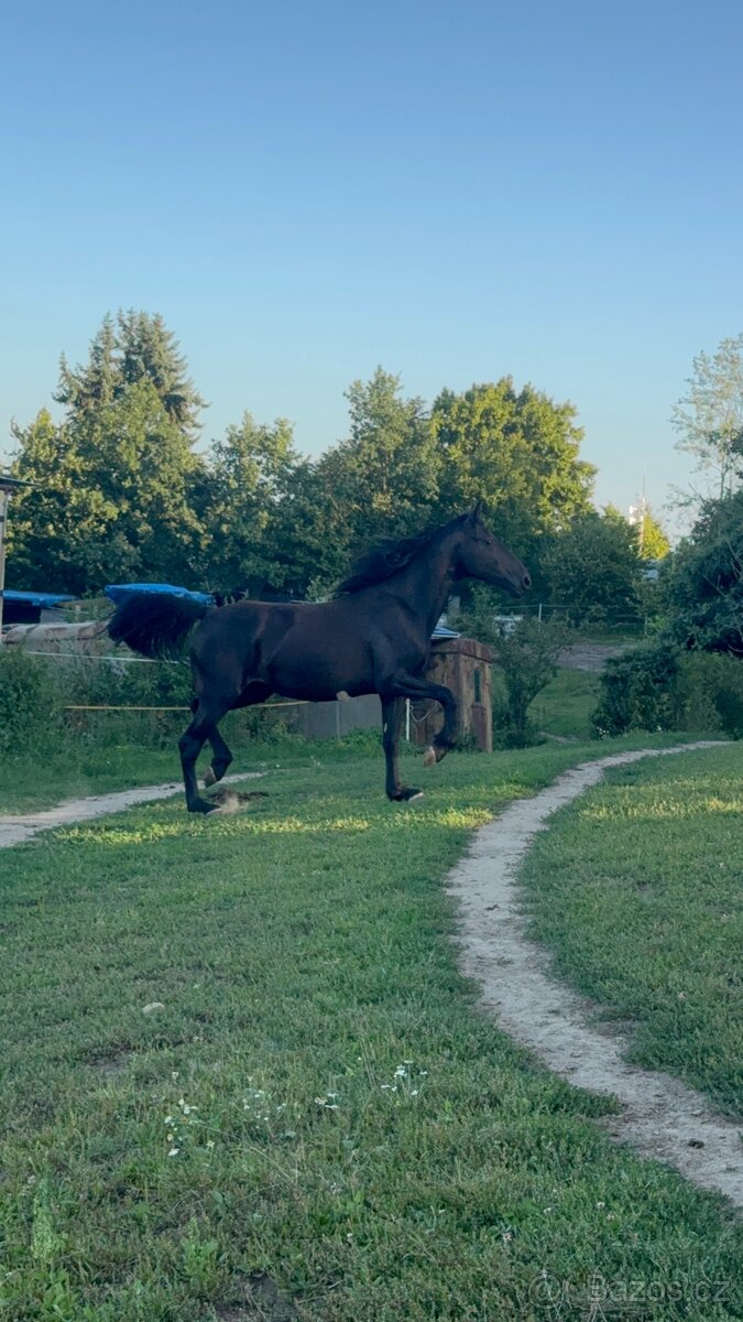 Mladá černá klisna - 11