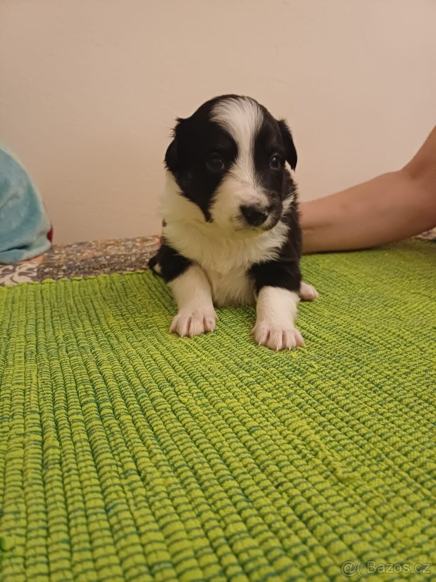 Štěňata bordercolie kříženci - 11