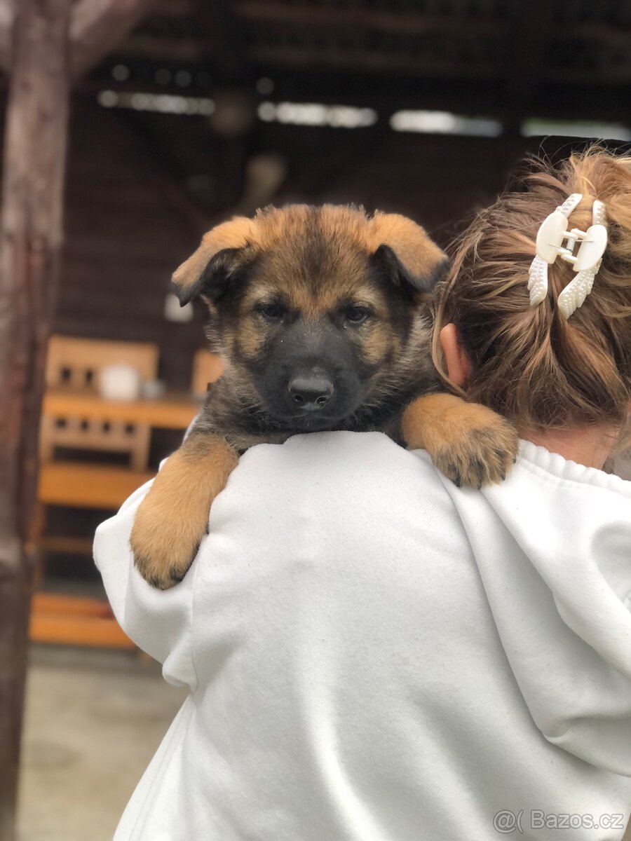 Stenata německého ovcaka - 11