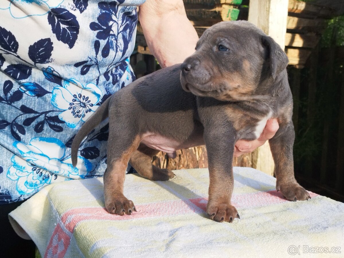 American bully XL - 11
