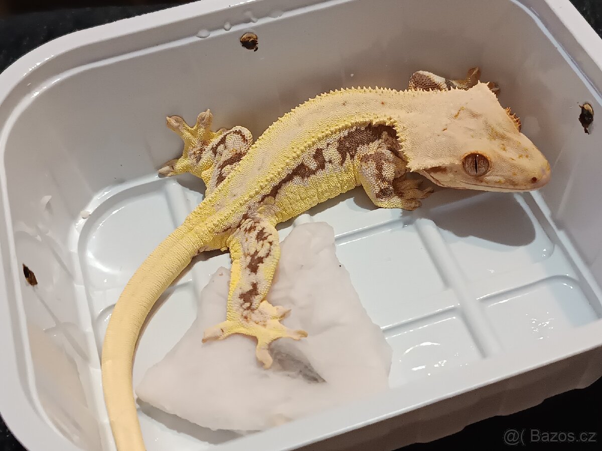 Pagekon řasnatý 1/3 - 11