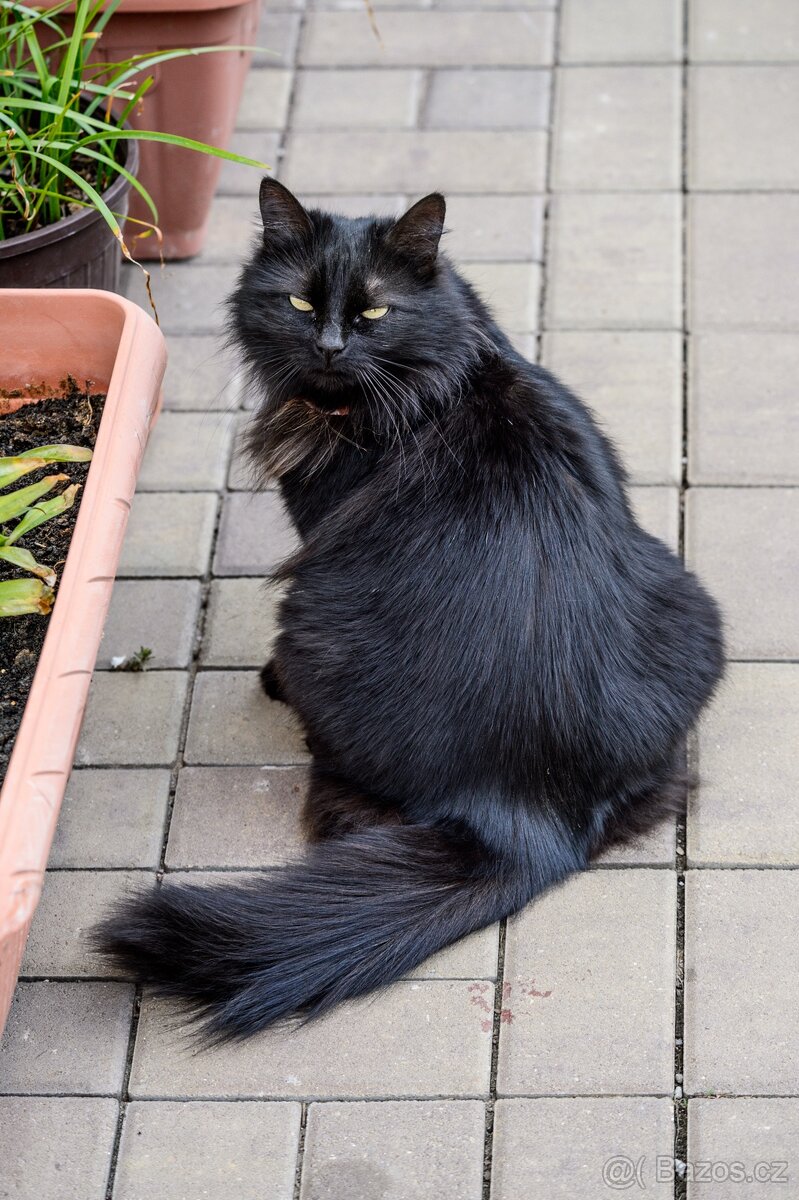 Malé želvy + vybavená terária - 11