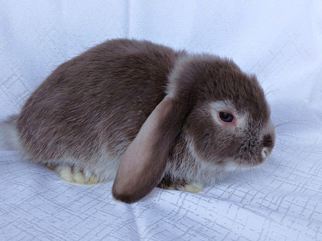 Zakrslí beránci a bílopesíkatí králíčci s rodokmenem - 11