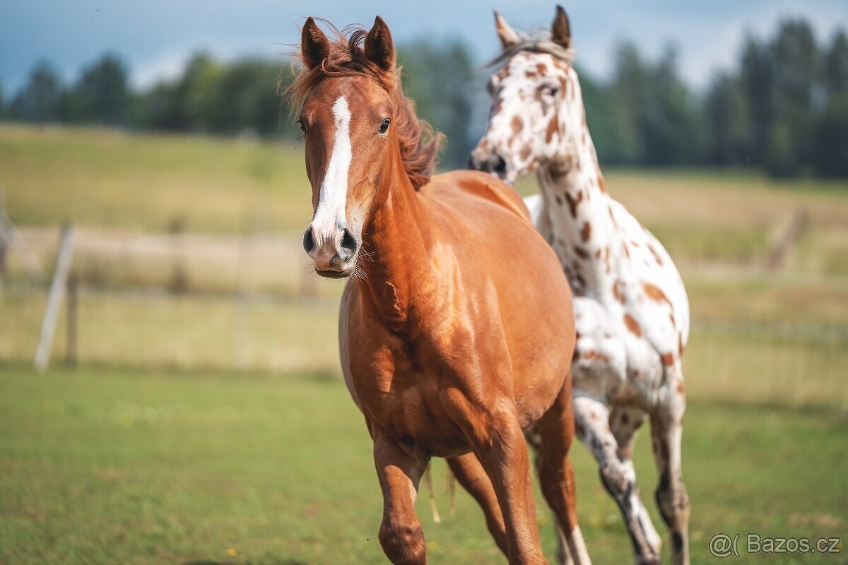 Klisna sportovního knabstruppera - 11
