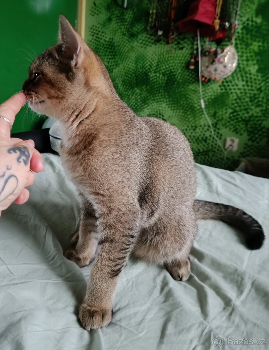 Britský kocourek bez PP - 11