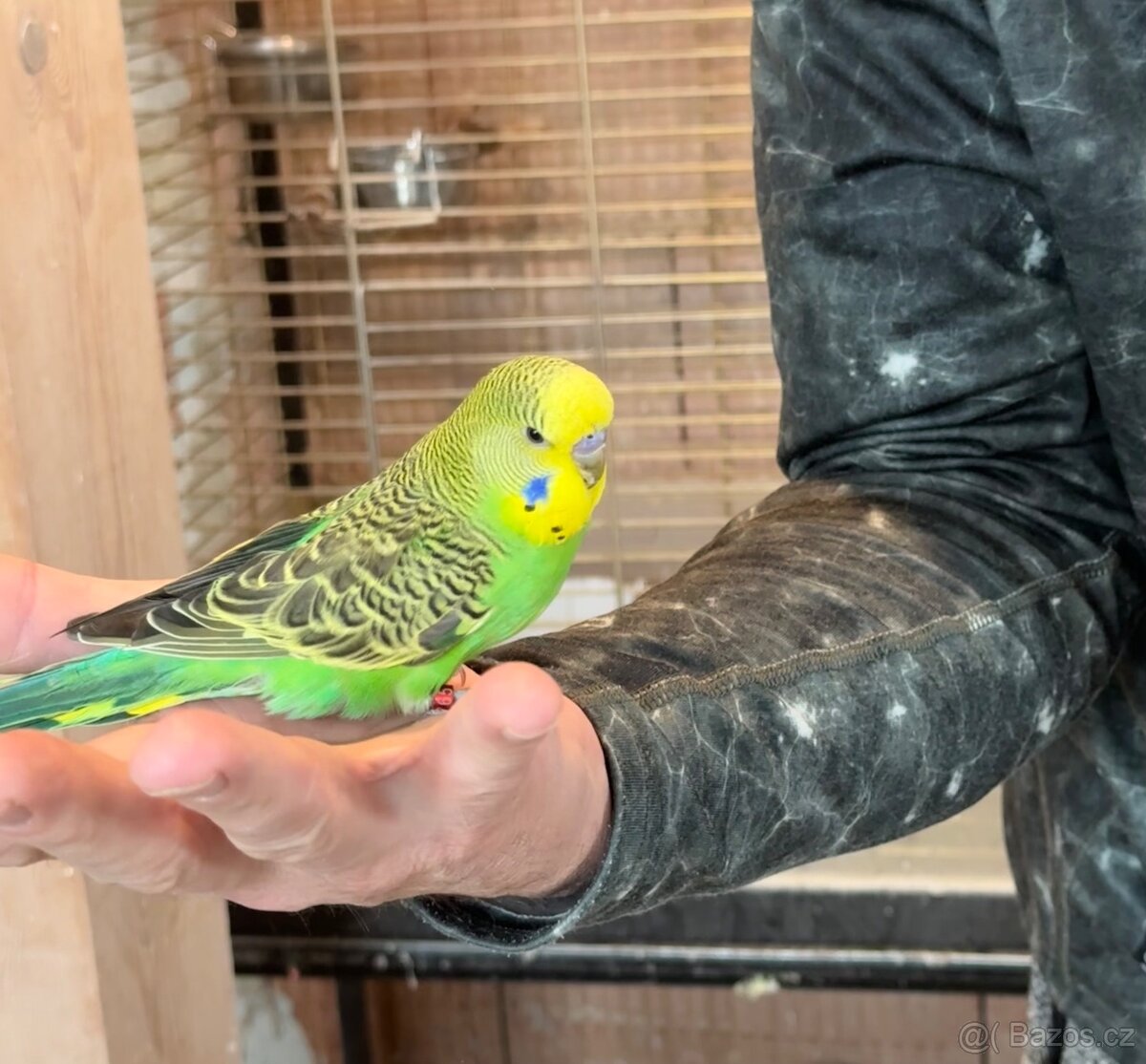 Andulky krotké a ochočené - 11