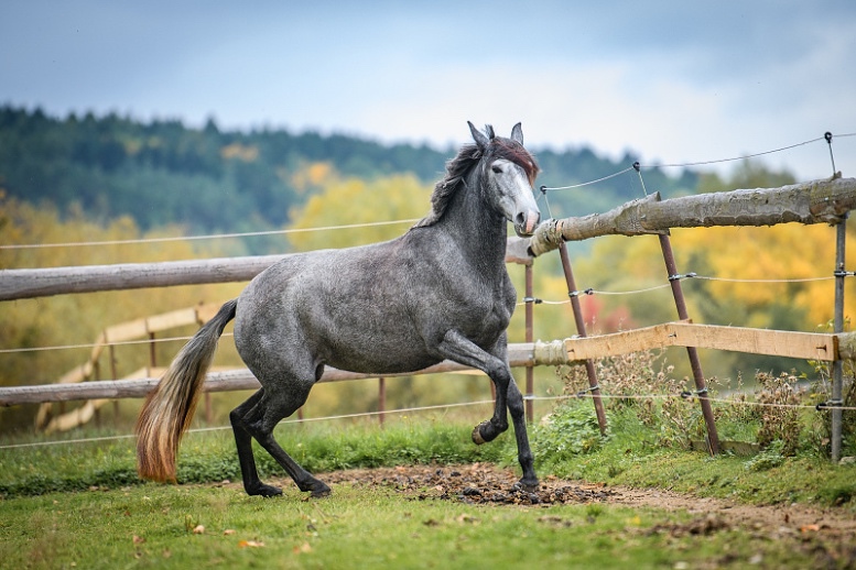 Lusitano charakterní klisna - 11