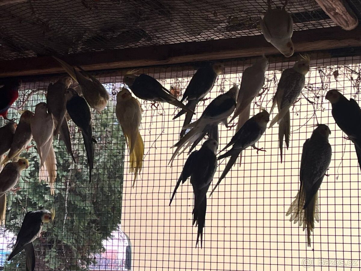 loňské korely - různé barvy - 11