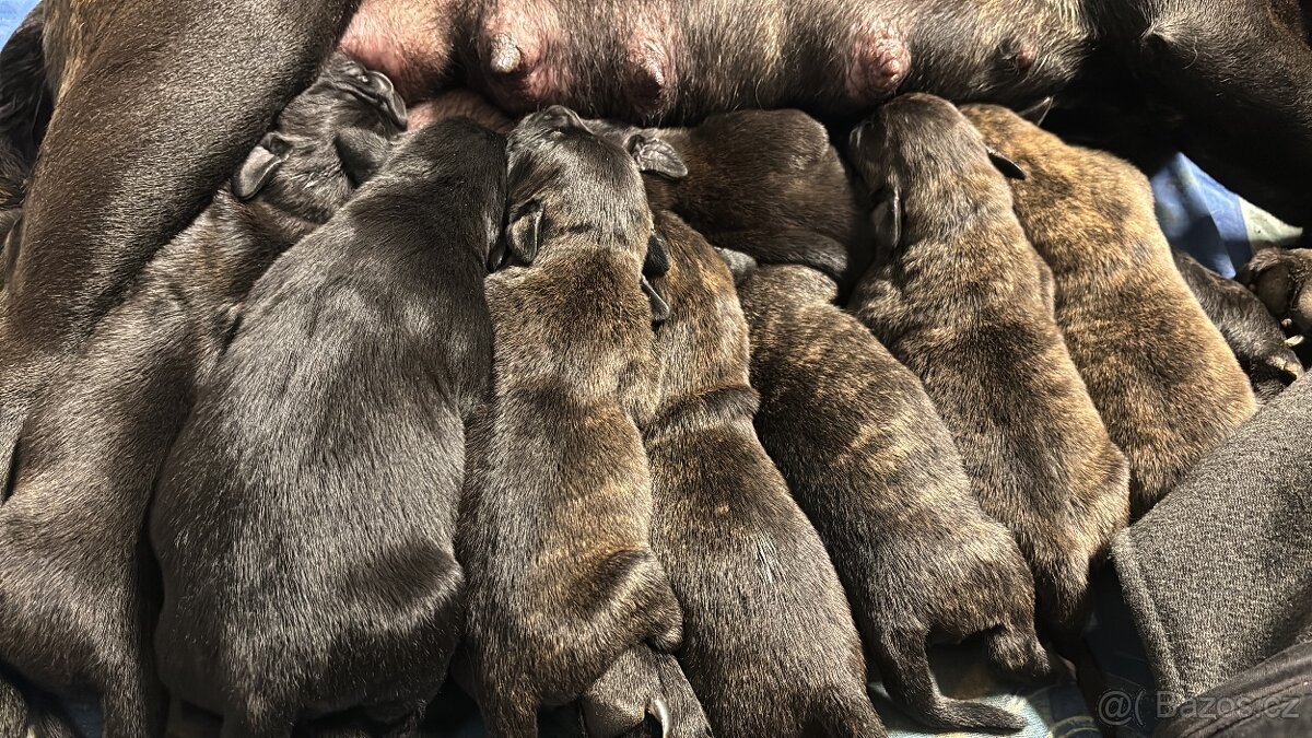 Stafordšírský bulteriér bez PP - 11