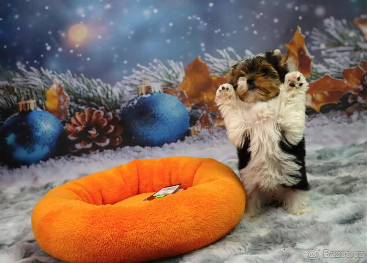 Biewer terriér jorkšírský - 11