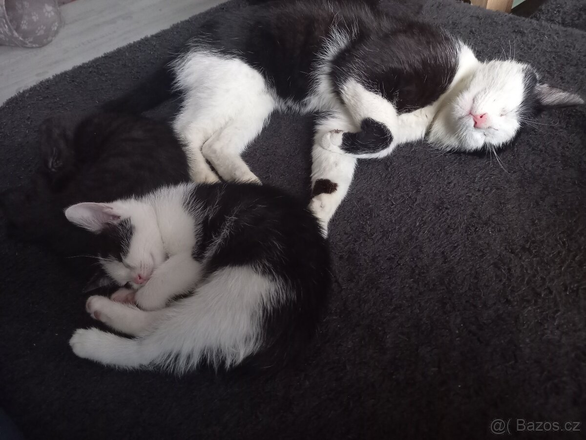 Darujeme kočičky do dobrých rukou - 11