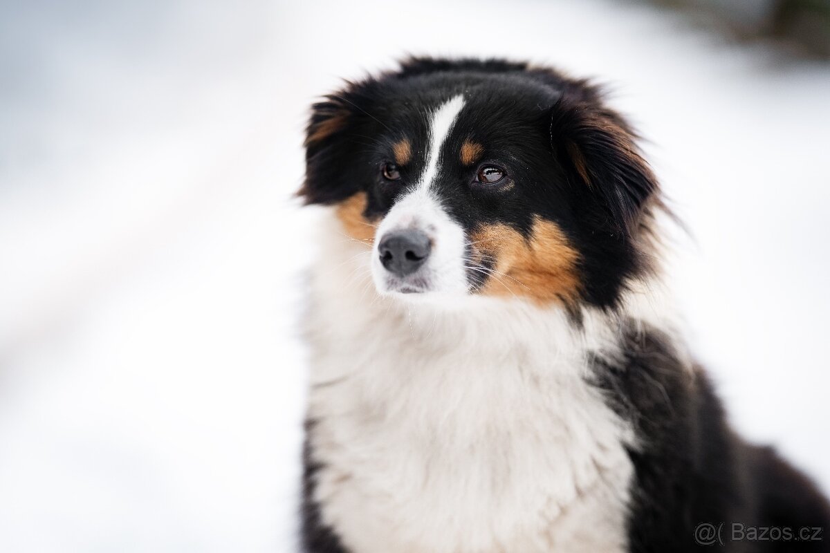 Miniaturní americký ovčák - 11