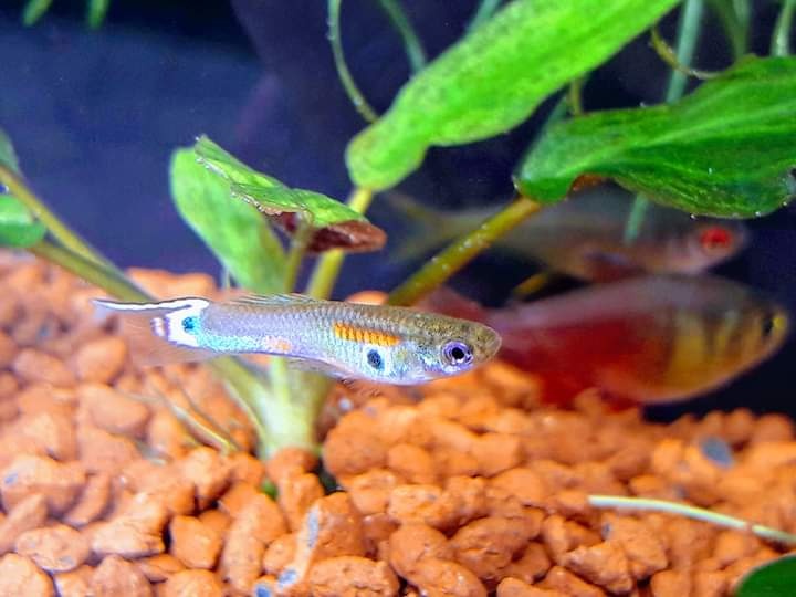 Dánio perlové (Dánio margaritatus) - 11