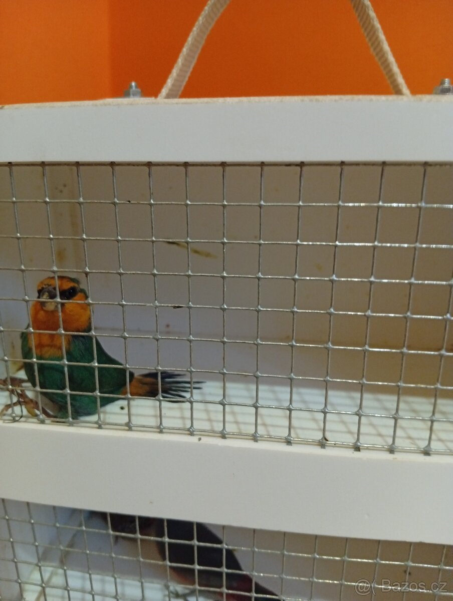 Amada papouščí červenohlavá, drobot - 11