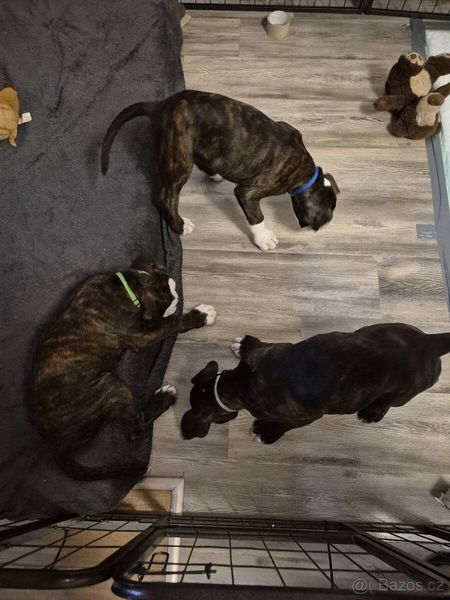 Německý boxer - 11