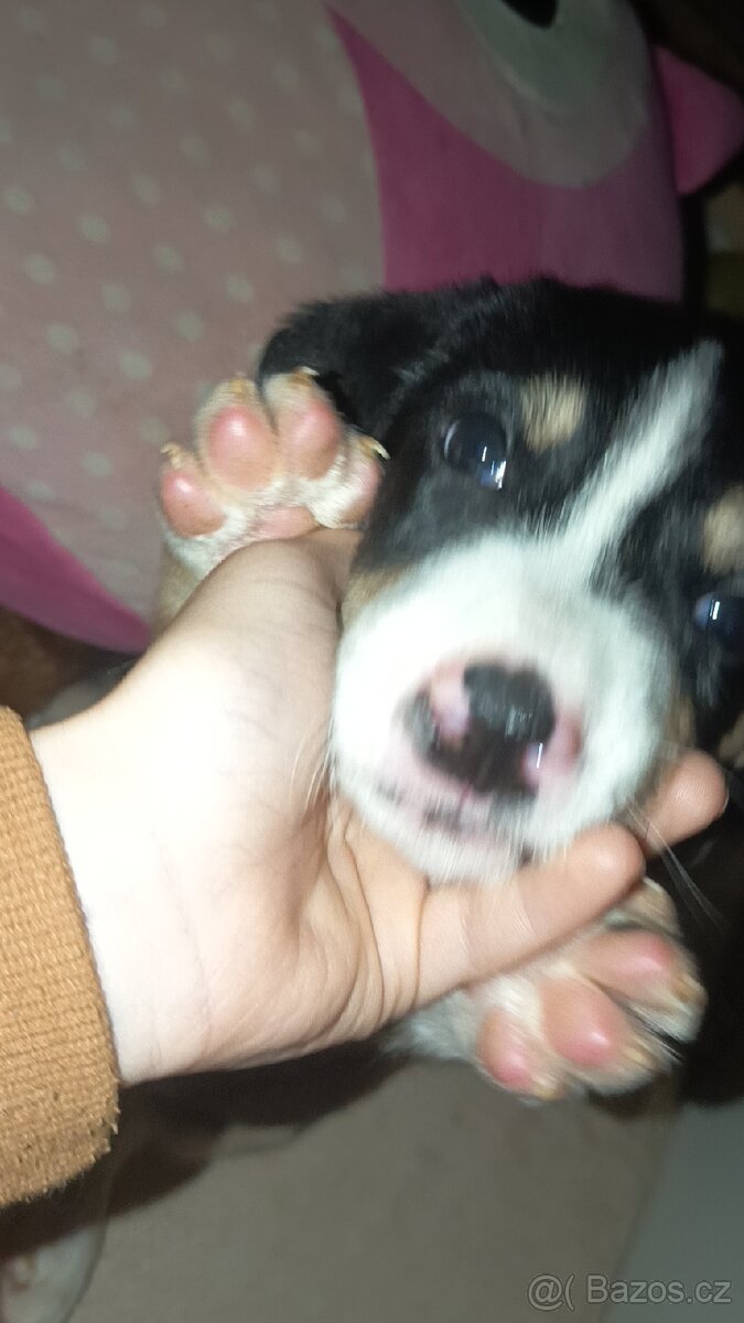 Max hledá domov - 11