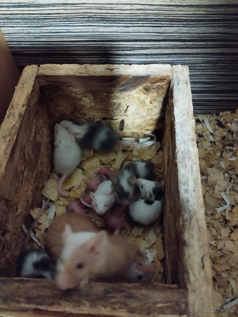 Potkani a barevné myšky - 11