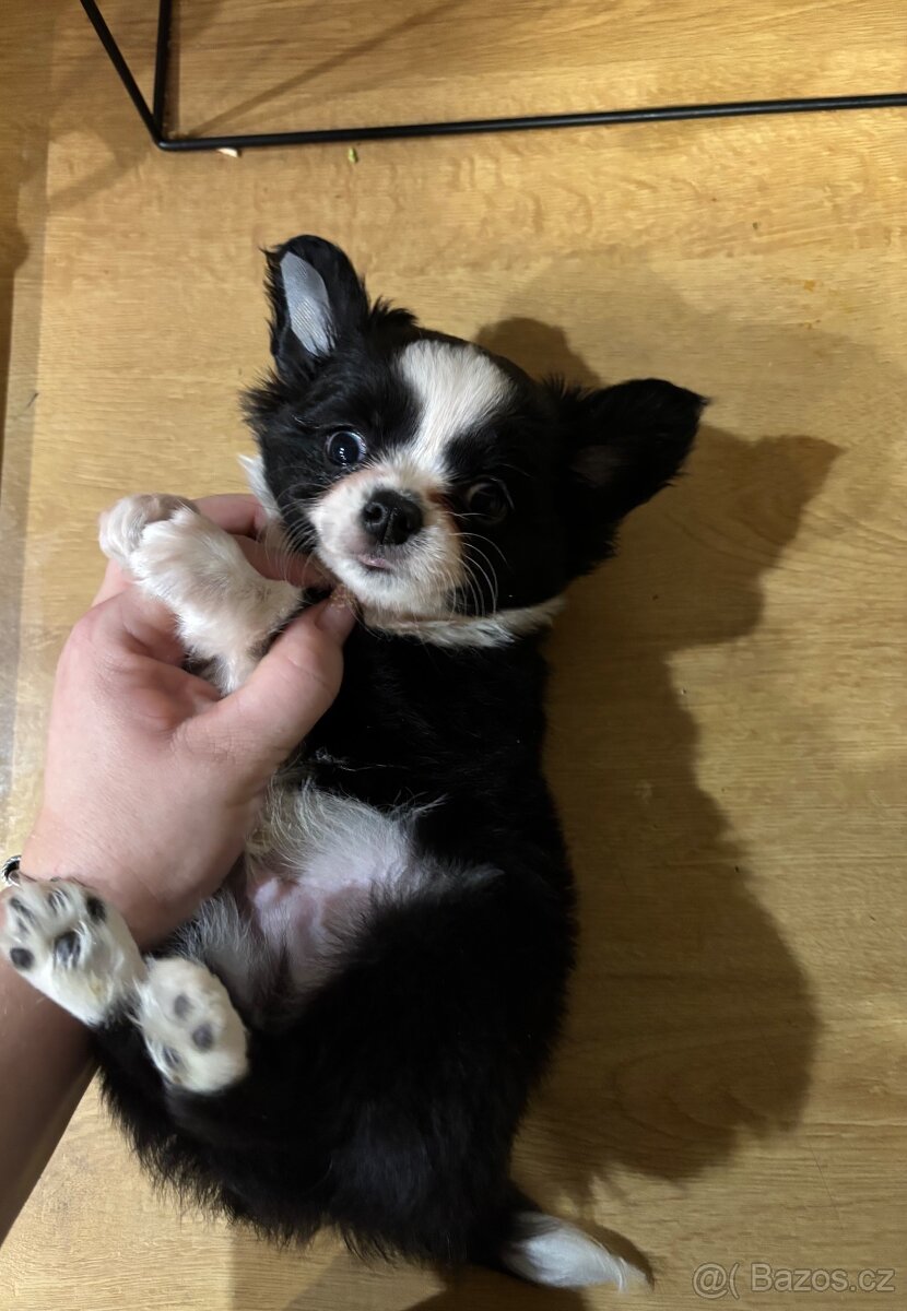 Chlapečkové čivava s PP FCI - 11