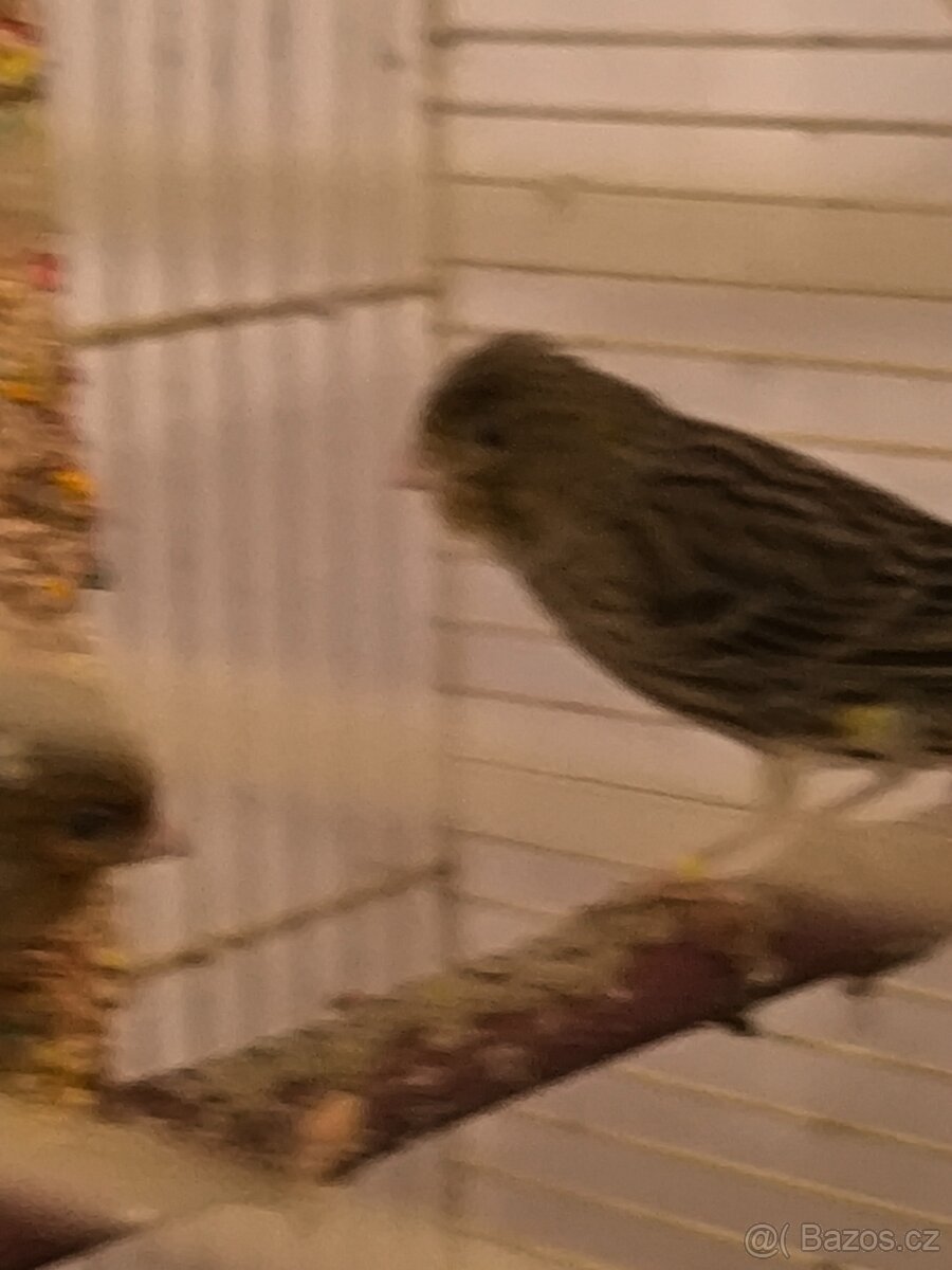 Prodám zebry chůvy,kanáři. - 11