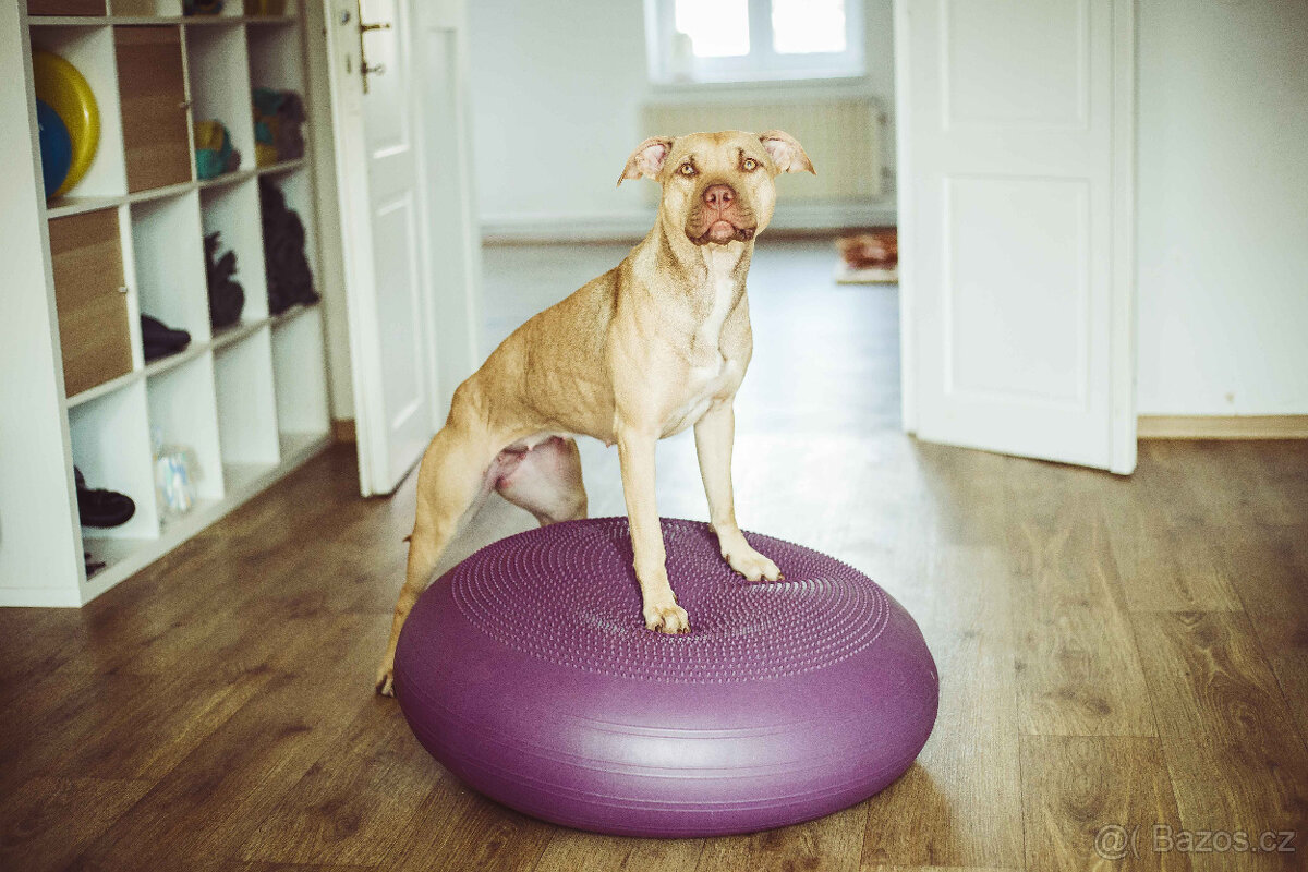 Americký pitbulterier štěňata s PP - 11