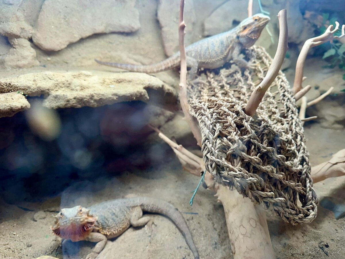 Prodám velké terárium + 2× agama vousatá - 11