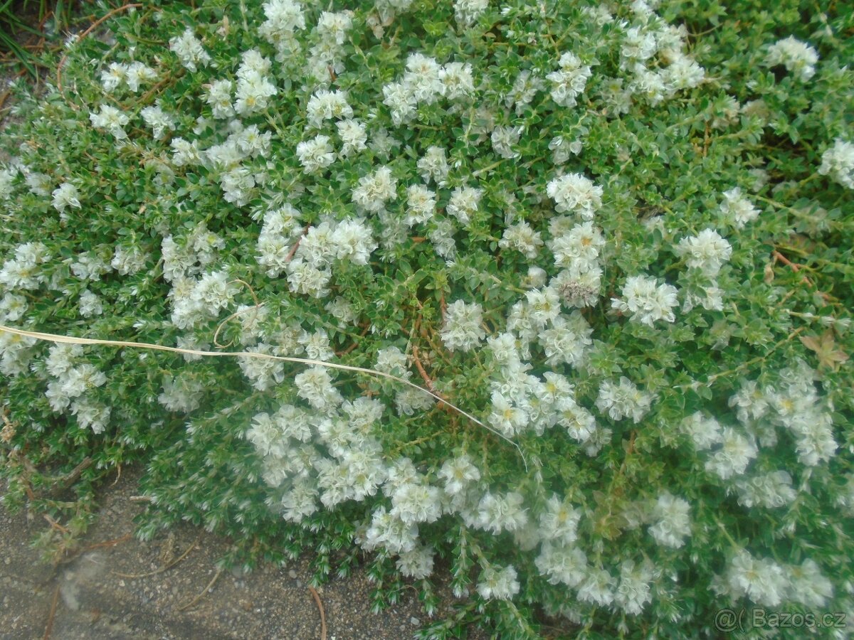 Odolné přebytky ze zahrady - 11