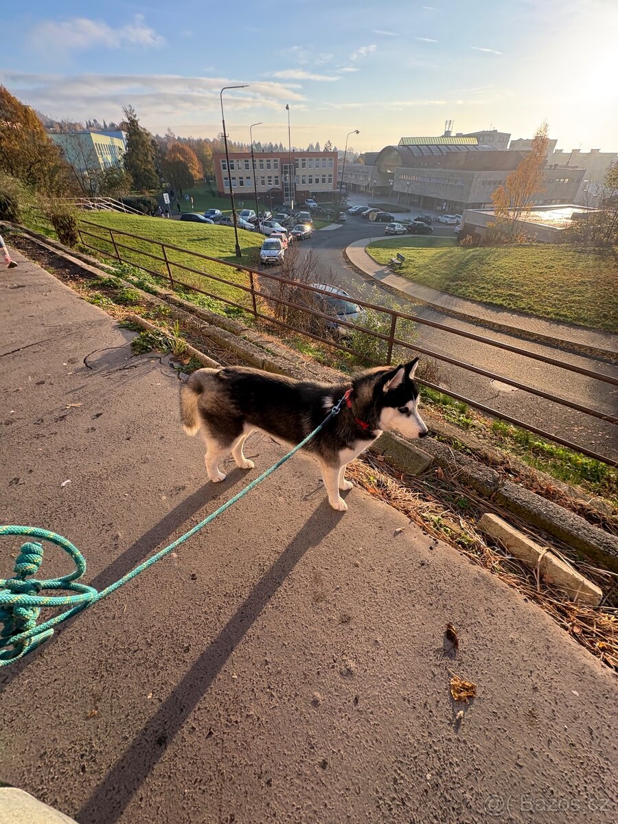 Štěně. Husky s PP 7měsíců 🥲 - 11