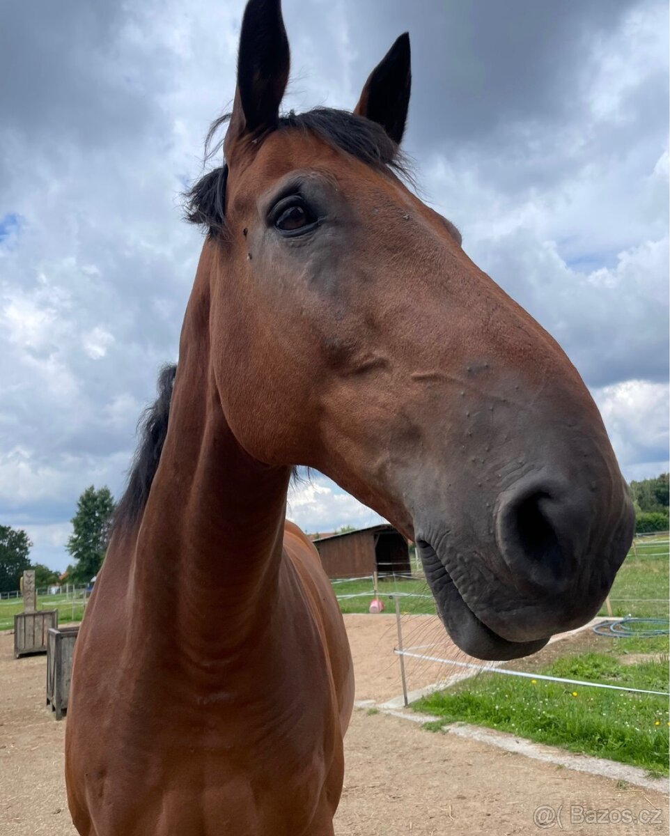 Scháním pronájem koně - 11