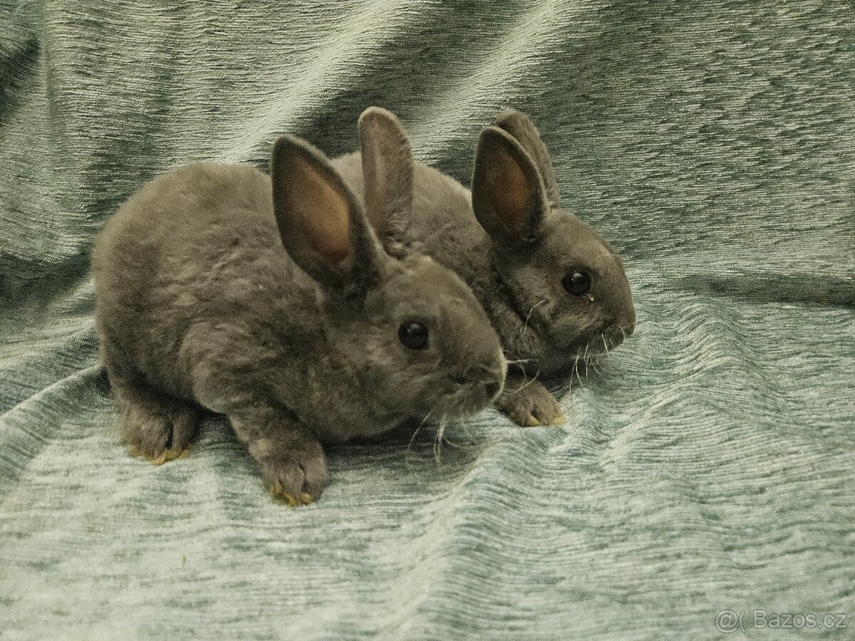 Zakrslý králíček - 11