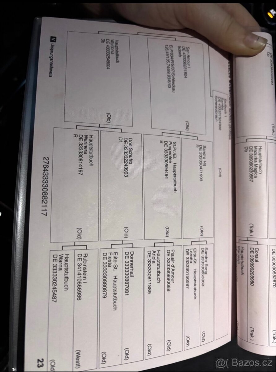 Prodám 8 mi letou kobylu - 11