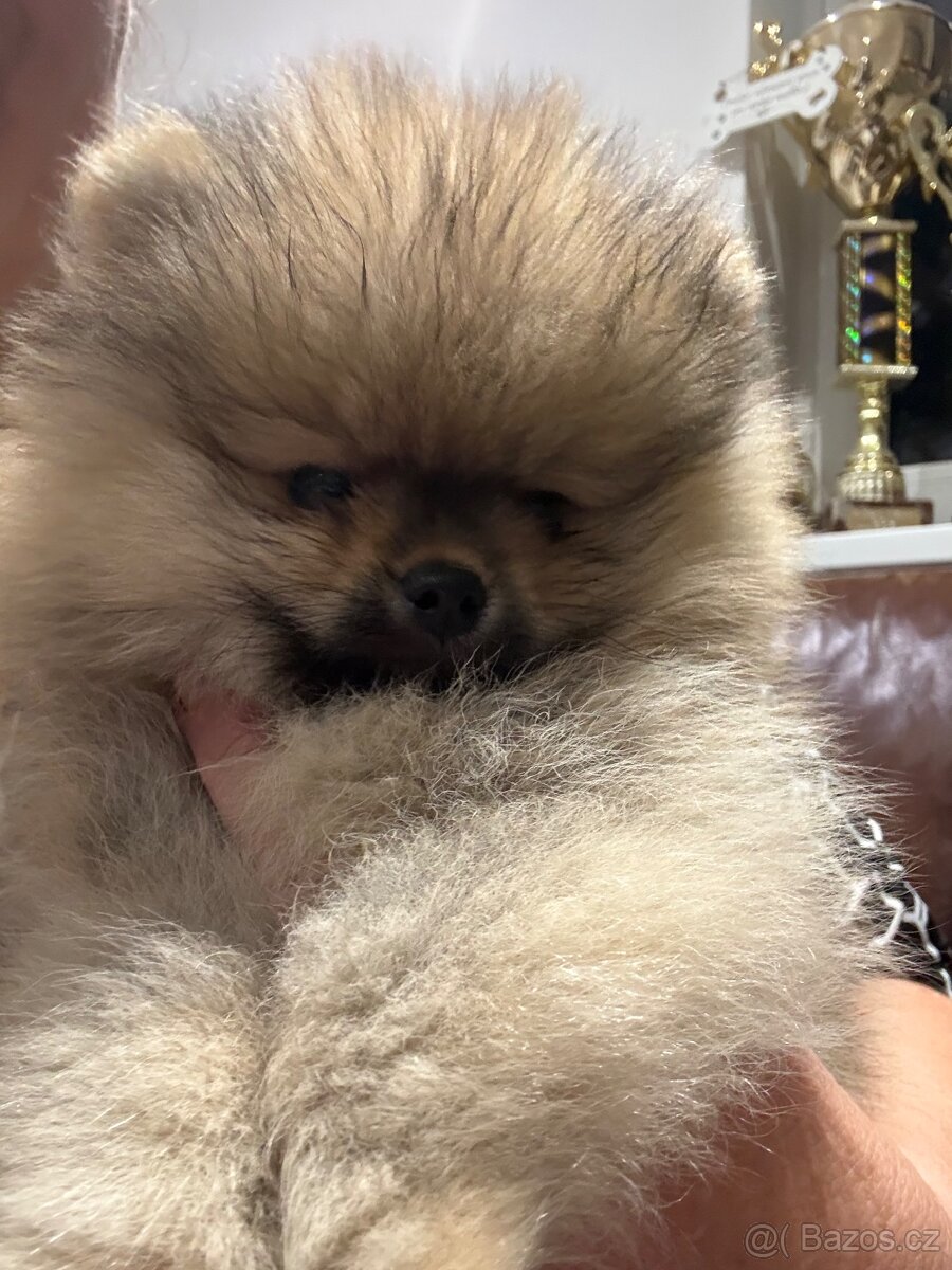 Pomeranian s PP FCI - 11