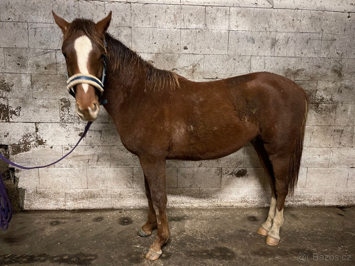 Hřebec po Heartbreak ZH - 11