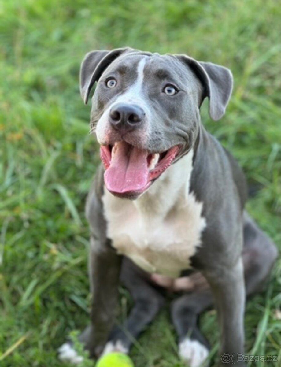 Americký stafordšírský teriér – štěňátka k odběru - 11
